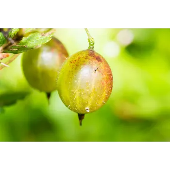 Amla Plant